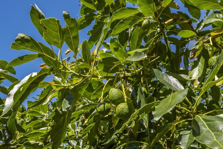 Photo of property in 10 Rosetta Road, Raumati South, Paraparaumu, 5032