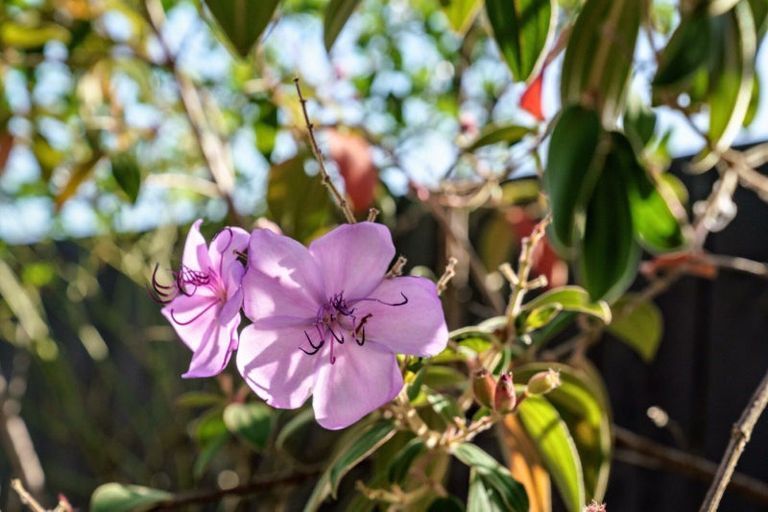 Photo of property in 11 Bernies Way, Ohauiti, Tauranga, 3112