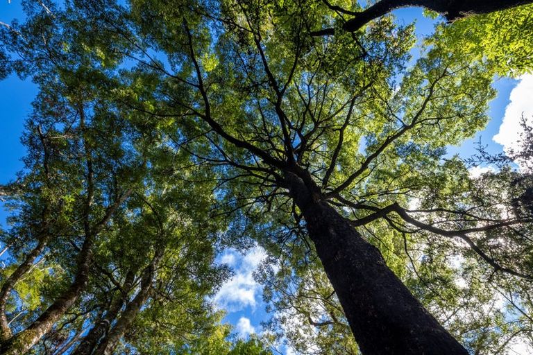 Photo of property in 101 Gowan Valley Road, Gowanbridge, Murchison, 7077