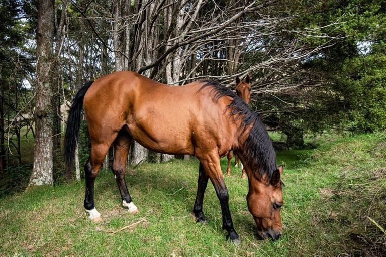 Photo of property in 590 Ngunguru Ford Road, Kiripaka, Whangarei, 0173