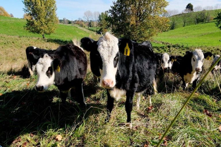 Photo of property in 4872 Ohaupo Road, Te Awamutu, Ohaupo, 3883