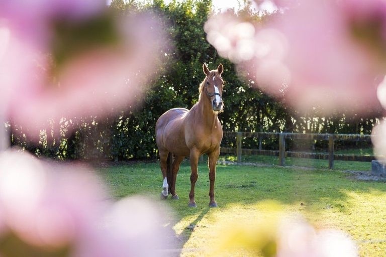 Photo of property in 441c Marychurch Road, Matangi, Hamilton, 3284