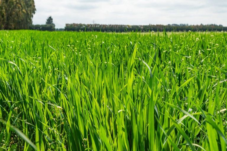 Photo of property in 609 Woodstock Road, Burnt Hill, Oxford, 7495