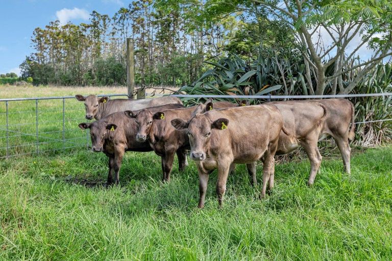 Photo of property in 712 One Tree Point Road, Ruakaka, Whangarei, 0171