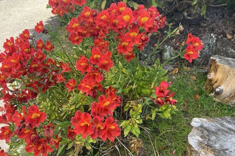 Photo of property in 17 Lewer Road, Whangaroa, Kaeo, 0478