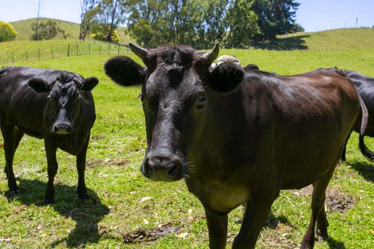 Photo of property in 199 Deep Creek Road, Reporoa, 3081