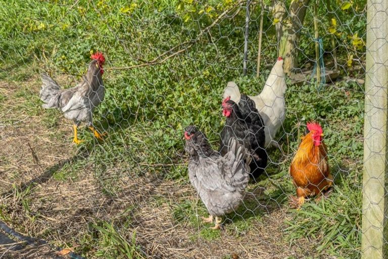 Photo of property in 527 Bush Road, Turua, Ngatea, 3597