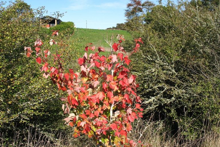 Photo of property in 169 Kimihia Road, Huntly, 3771