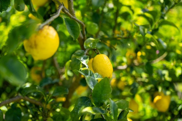 Photo of property in 303 Puketotara Road, Waipapa, Kerikeri, 0295