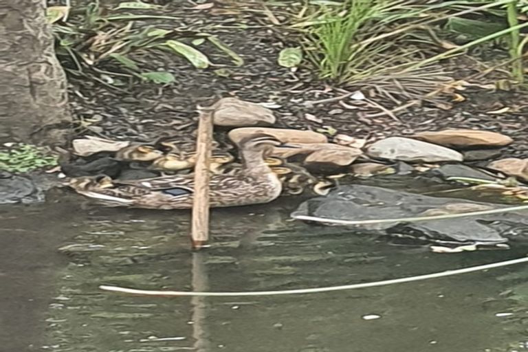 Photo of property in 279 Motutara Road, Muriwai, Waimauku, 0881