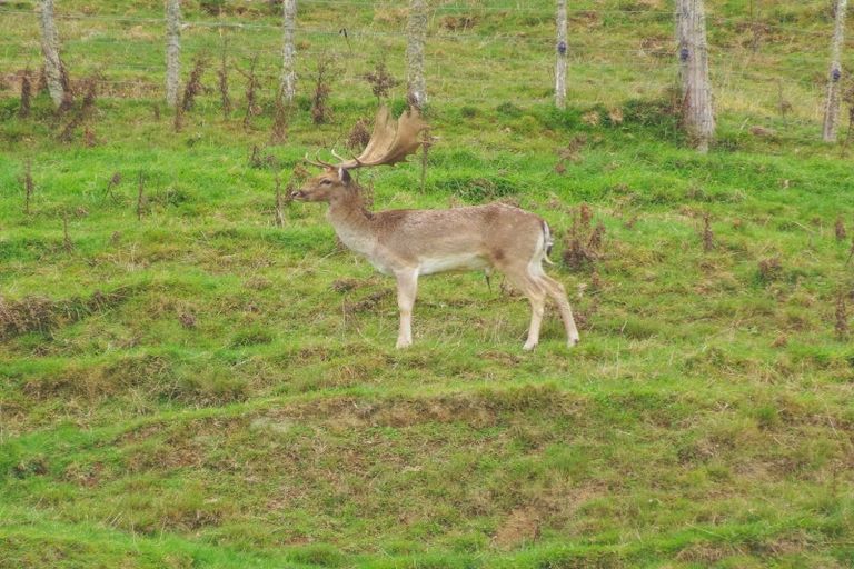 Photo of property in 987 Mangaehu Road, Puniwhakau, Stratford, 4392