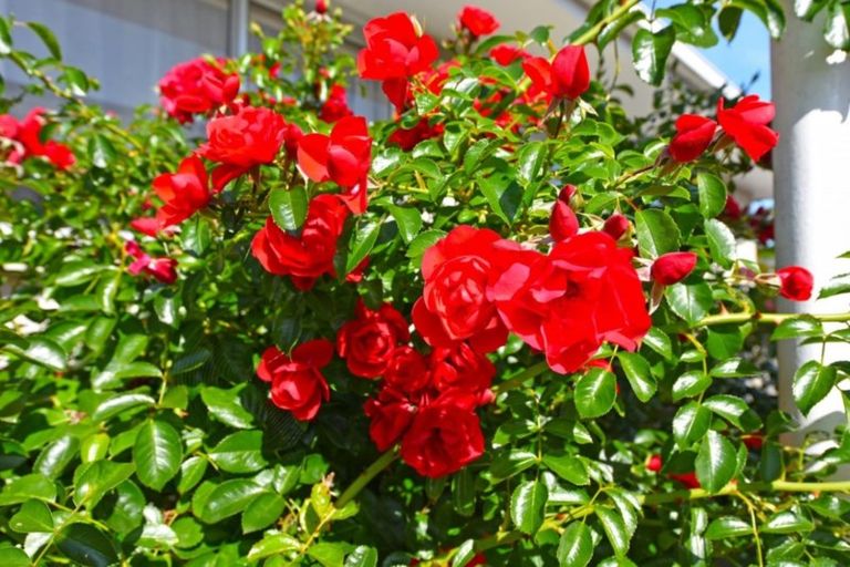 Photo of property in 16a Ranfurly Street, Trentham, Upper Hutt, 5018