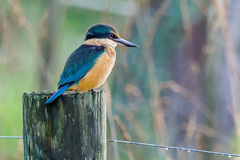 Photo of property in 16 Kennedy Road, Dairy Flat, Albany, 0792