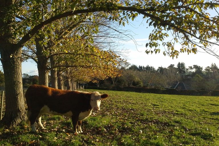 Photo of property in 351 French Pass Road, Karapiro, Cambridge, 3496