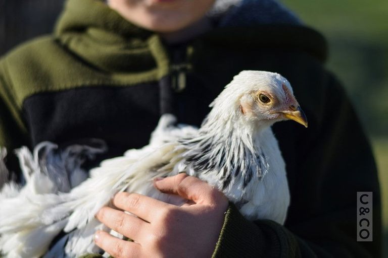 Photo of property in 75 Taylor Road, Waimauku, 0882