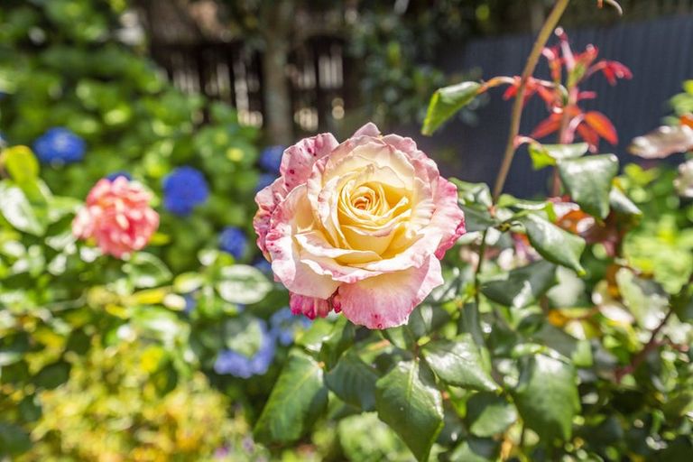 Photo of property in 18 Sunshine Avenue, Paraparaumu, 5032