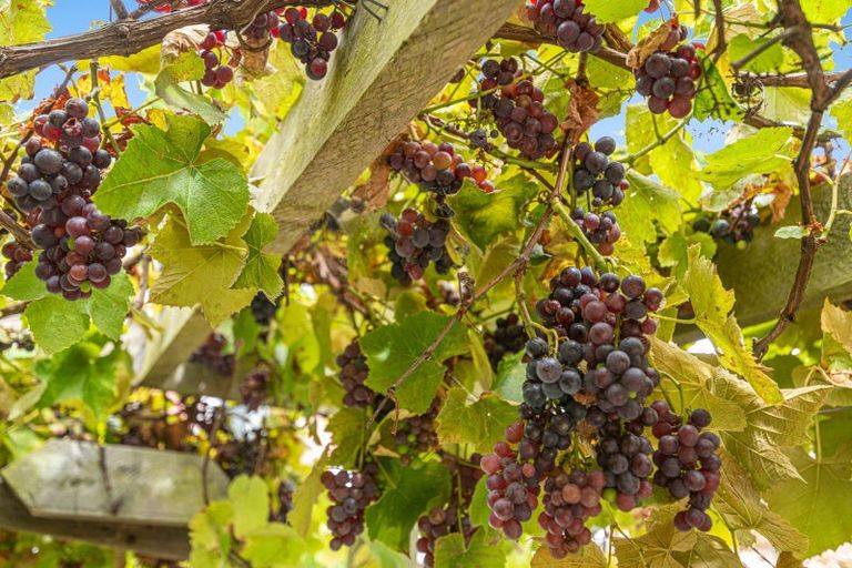 Photo of property in 295 Kanohi Road, Kaukapakapa, 0873