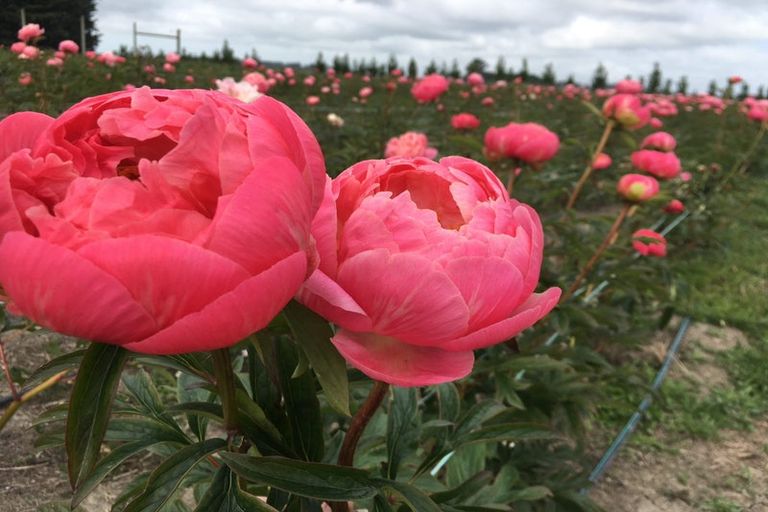 Photo of property in 63 Coopers Road, Leeston, 7682