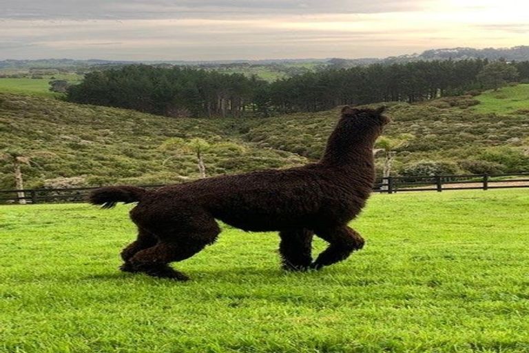 Photo of property in 186 Gervin Road, Wainui, Silverdale, 0992