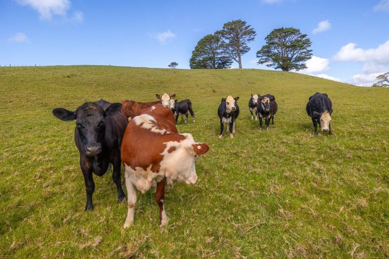 Photo of property in 200e Valley Road, Waimauku, 0881