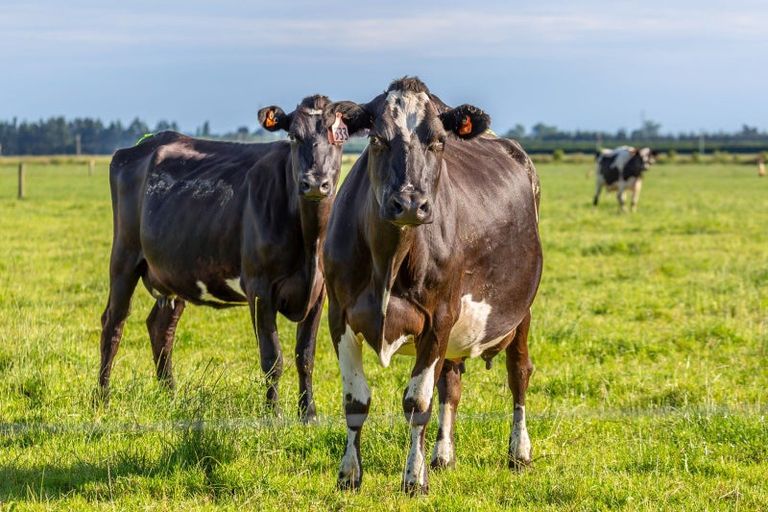 Photo of property in 706 Burnham School Road, Burnham, 7677