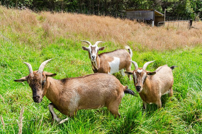 Photo of property in 181 Govan Wilson Road, Whangaripo, Warkworth, 0985