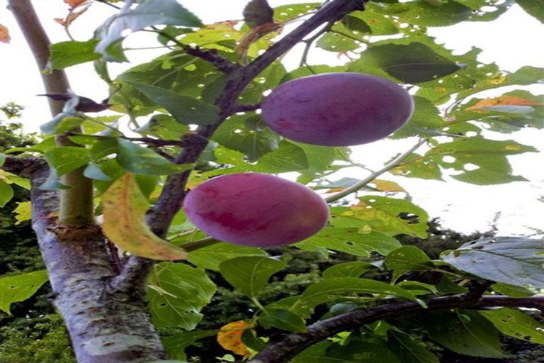 Photo of property in 19 Benita Place, Sunnyvale, Auckland, 0612