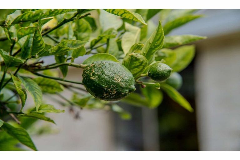 Photo of property in 25c Hawkings Crescent, Kerikeri, 0230