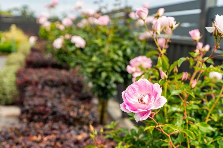 Photo of property in 21 Phoenix Place, Dargaville, 0310