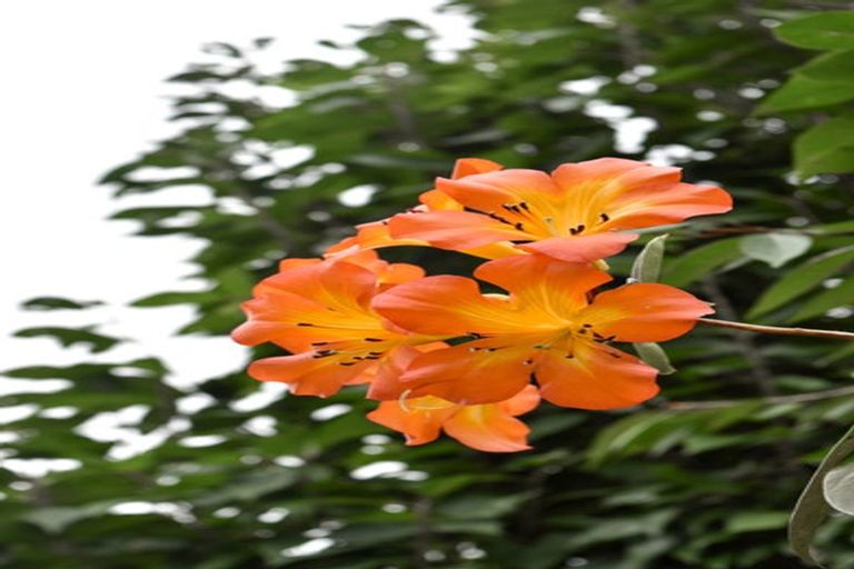 Photo of property in 14 Tupelo Place, Ohauiti, Tauranga, 3112