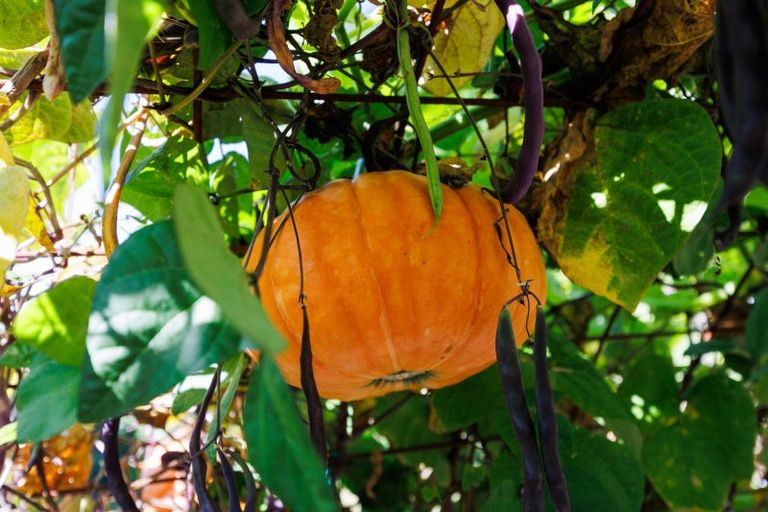 Photo of property in 16 Mudgway Place, Awapuni, Palmerston North, 4412