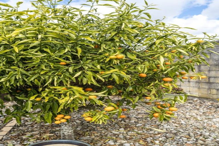 Photo of property in 2/9 Annette Avenue, Te Atatu South, Auckland, 0610