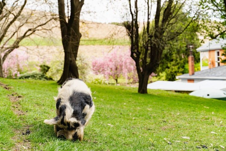 Photo of property in 108 Limeworks Road, Circle Hill, Milton, 9291