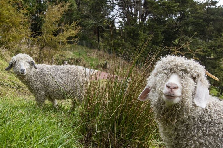 Photo of property in 54 Paparoa Station Road, Paparoa, 0571