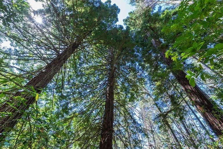 Photo of property in 142 Wade River Road, Wade Heads, Whangaparaoa, 0932