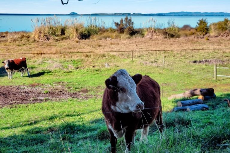 Photo of property in 252g Kauri Point Road, Tahawai, Katikati, 3170