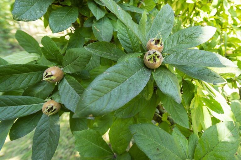 Photo of property in 337 Foothills Road, Okuku, Rangiora, 7473