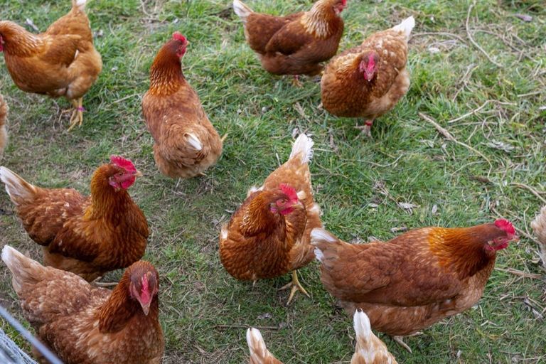 Photo of property in 455 Tukairangi Road, Nukuhau, Taupo, 3385