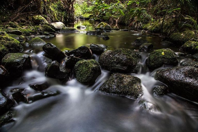 Photo of property in 132 Lone Kauri Road, Karekare, New Lynn, 0772