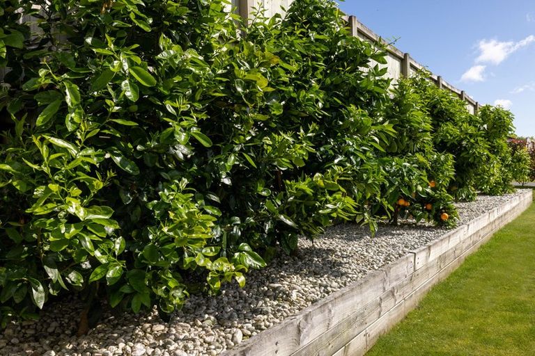 Photo of property in 6 Coad Lane, Pyes Pa, Tauranga, 3112