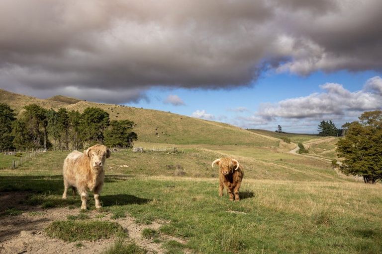 Photo of property in 334 Ormondville Te Uri Road, Ormondville, Dannevirke, 4977