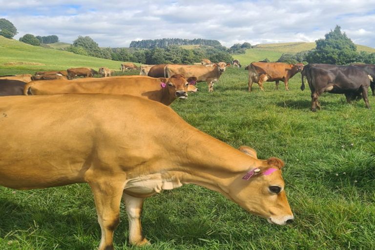 Photo of property in 2386 Tarata Road, Tarata, Inglewood, 4387