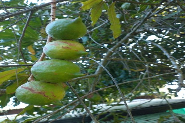 Photo of property in 109 Vinegar Hill Road, Kauri, Kamo, 0185