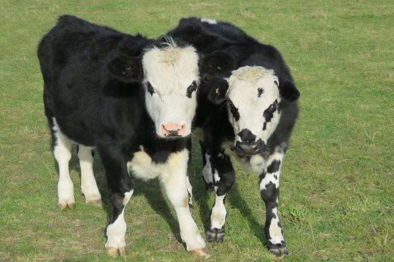 Photo of property in 38 Winslow Willowby Road, Winslow, Ashburton, 7775