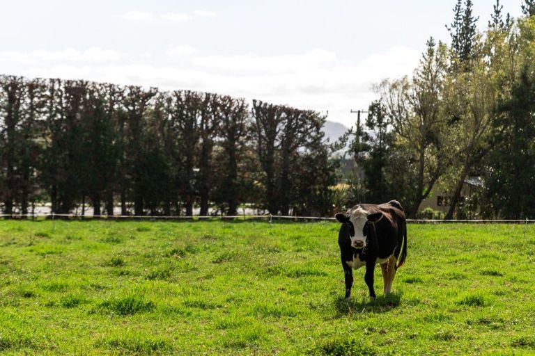 Photo of property in 50 Tetley Road, Tahawai, Katikati, 3178