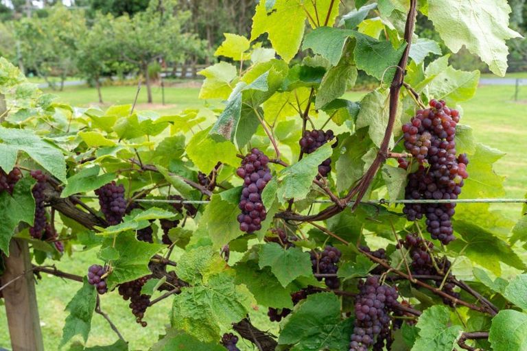 Photo of property in 28 Arcus Road, Te Horo, Otaki, 5582