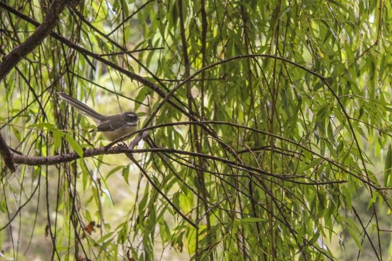 Photo of property in 57 Snowden Street, Ohauiti, Tauranga, 3112