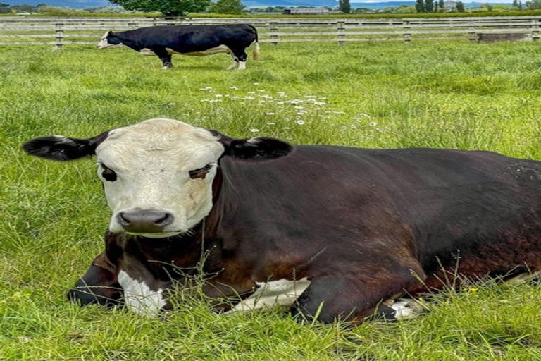 Photo of property in 202e Tower Road, Matamata, 3471