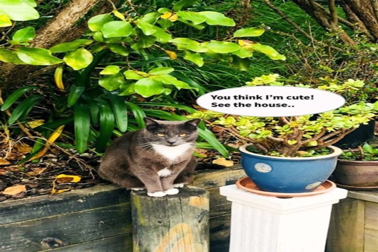 Photo of property in 27b Makiri Street, Helensville, 0800