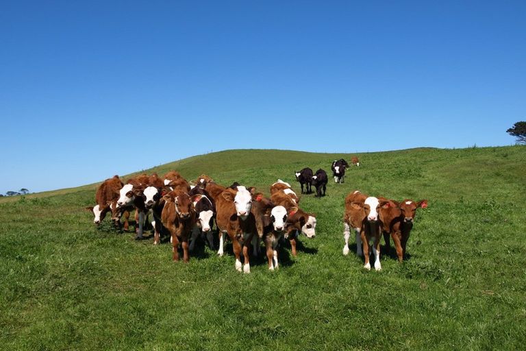 Photo of property in 247 Kaihau Road, Karioitahi, Waiuku, 2683